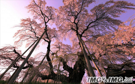 tree forest cherry blossom 