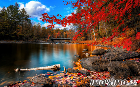 forest autumn leaves water red leaves 