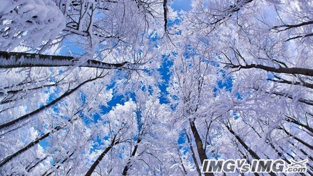 leaves trees sky forest snow 