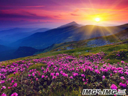 mountain flower sun sky 