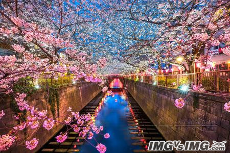 cherry blossom river riverbank reflection 