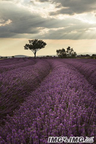 lavender flower purple 