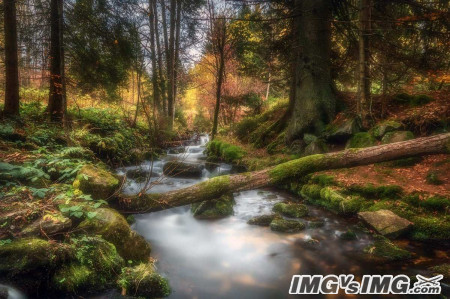 forest steam river driftwood 