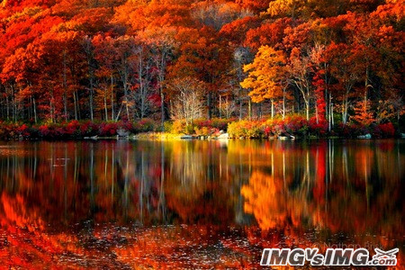 autumn lake water red leaves reflection 