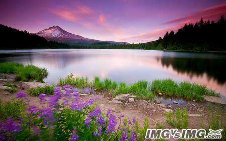 lake flower mountain cloud 