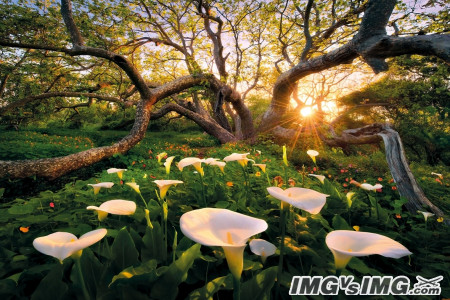 tree sun forest flower 