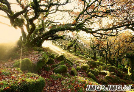 sunshine moss tree rock 