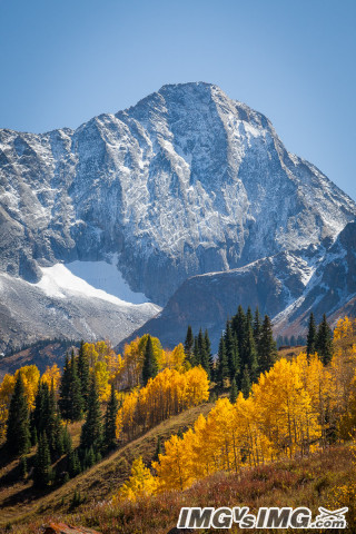 mountain tree 